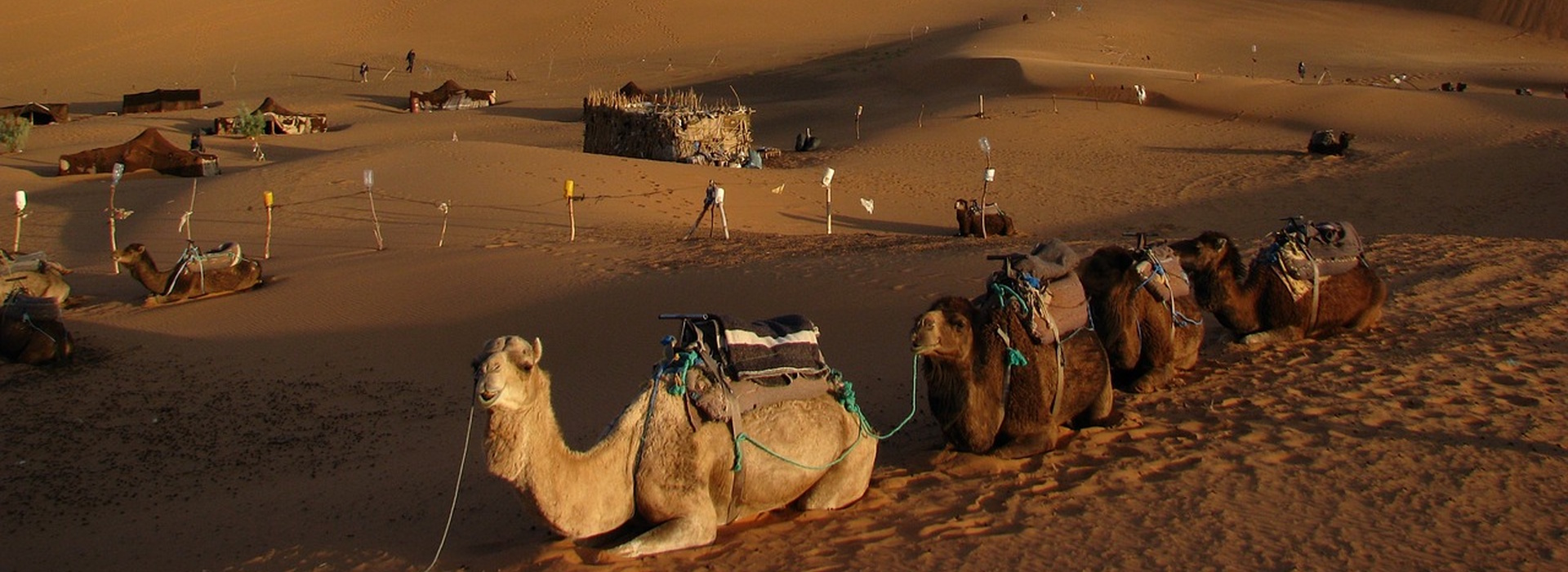 Camels resting in the Sahara Desert with sand dunes and desert camp in Africa